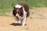 BORDER COLLIE 571